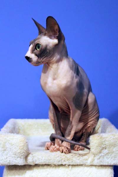 Donský Sphynx