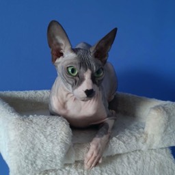 Donský Sphynx