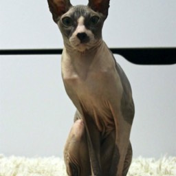 Donský Sphynx