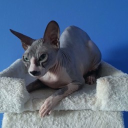 Donský Sphynx