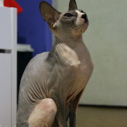 Donský Sphynx