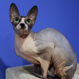 Donský Sphynx