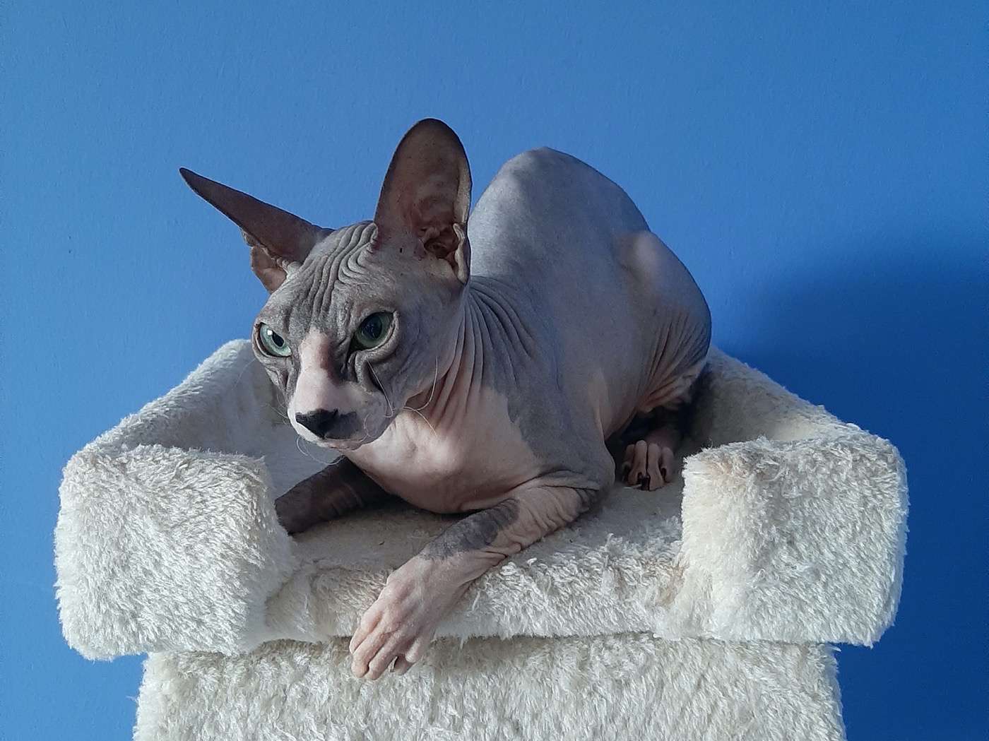 Donský Sphynx