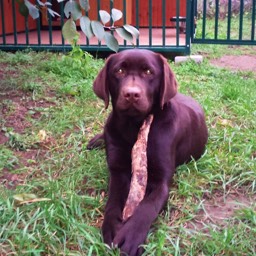 Labradorský retriever