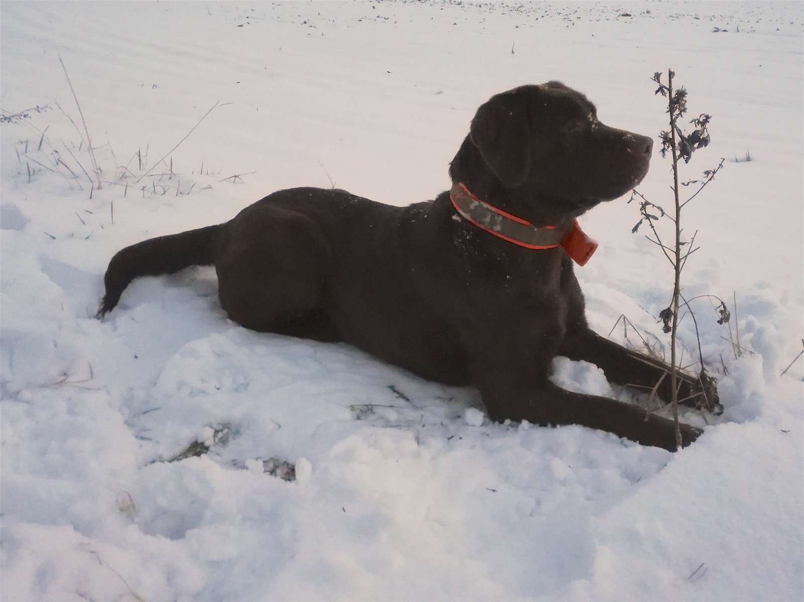 Labradorský retriever