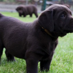 Labradorský retriever