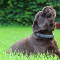 Labradorský retriever