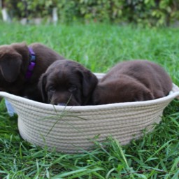 Labradorský retriever