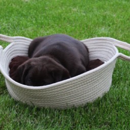 Labradorský retriever