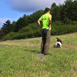 Labradorský retriever