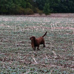 Labradorský retriever