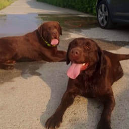 Labradorský retriever