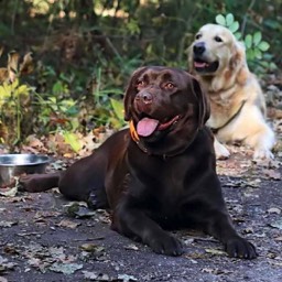 Labradorský retriever