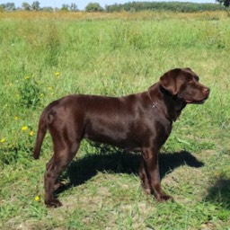 Labradorský retriever