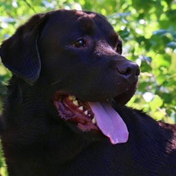 Labradorský retriever