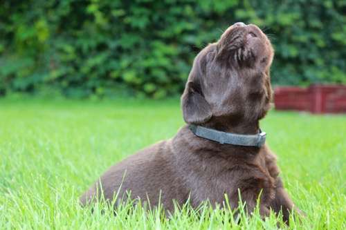 Labradorský retriever