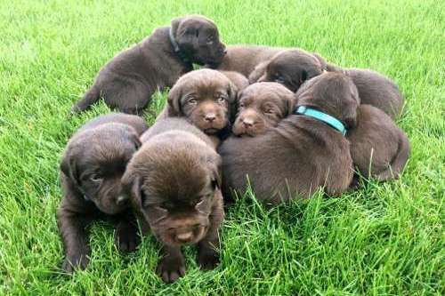 Labradorský retriever