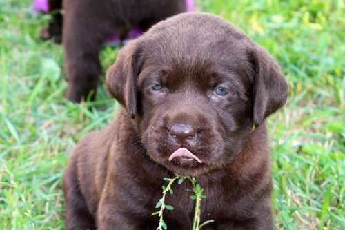 Labradorský retriever