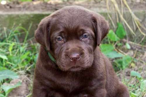 Labradorský retriever