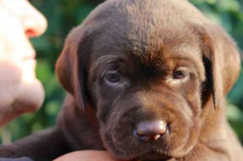 Labradorský retriever