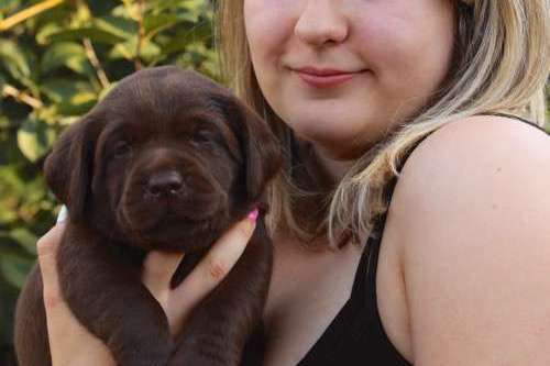 Labradorský retriever