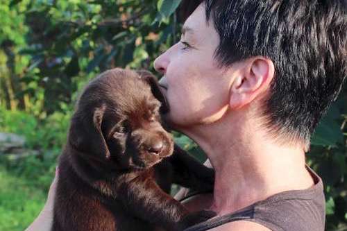 Labradorský retriever