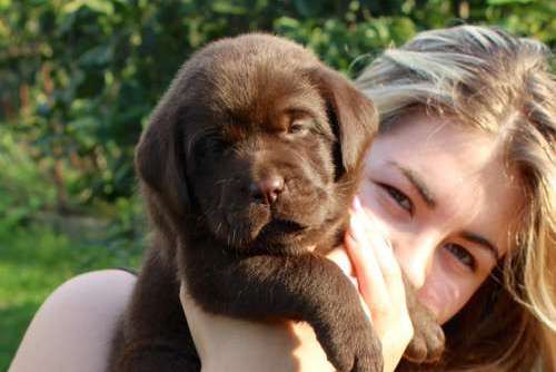 Labradorský retriever