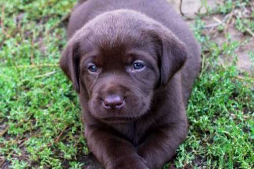 Labradorský retriever