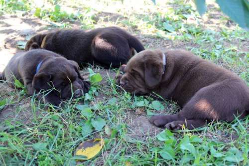 Labradorský retriever