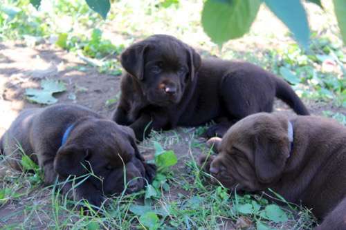 Labradorský retriever