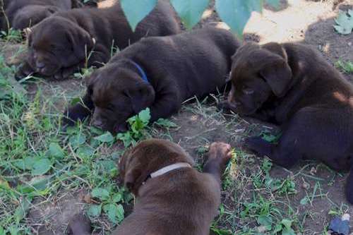 Labradorský retriever