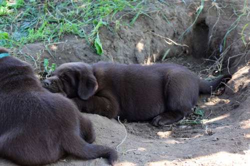 Labradorský retriever