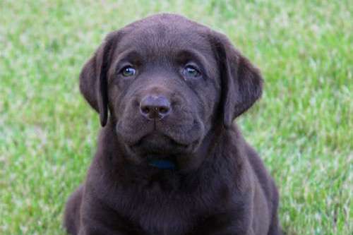 Labradorský retriever