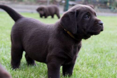 Labradorský retriever