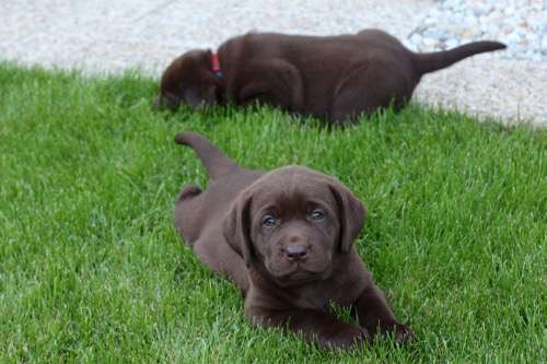 Labradorský retriever