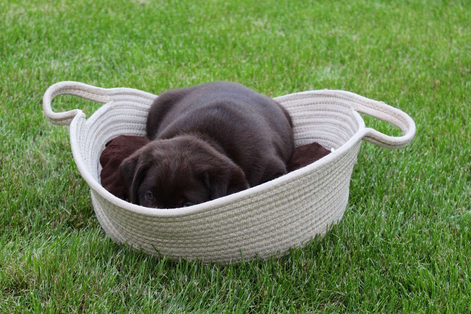 Labradorský retriever