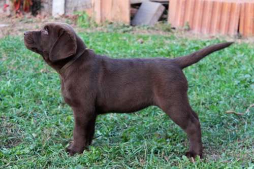 Labradorský retriever