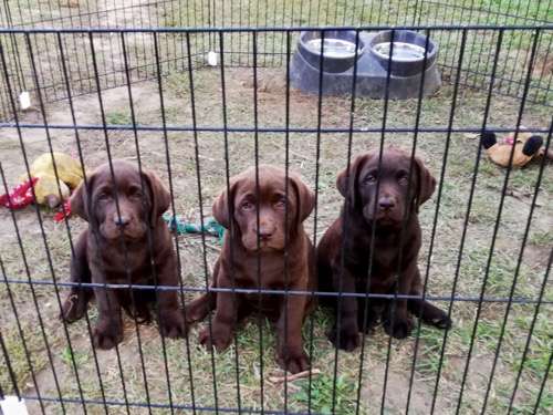 Labradorský retriever