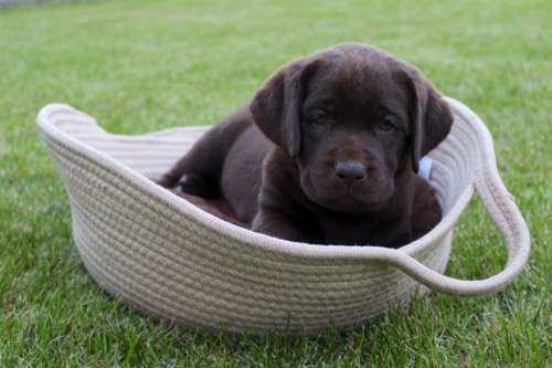 Labradorský retriever