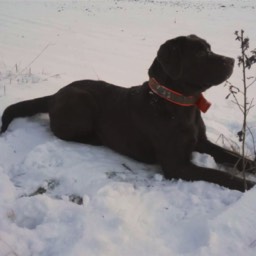 Labradorský retriever