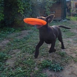 Labradorský retriever