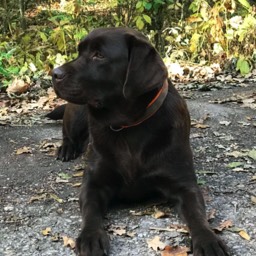 Labradorský retriever