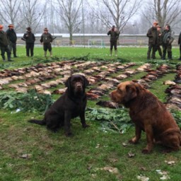 Labradorský retriever