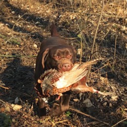 Labradorský retriever