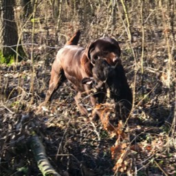 Labradorský retriever